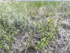 Caragana microphylla