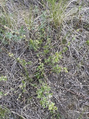 Caragana microphylla