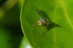 Tephritis matricariae