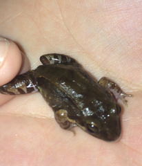 Leptodactylus albilabris