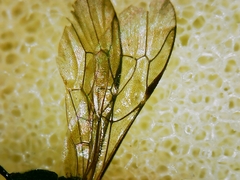 Anomalon cruentatum