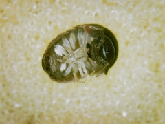 Armadillidium atticum