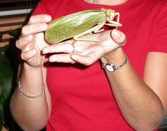 Pseudophyllanax imperialis