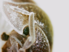 Armadillidium atticum