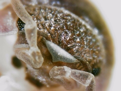 Armadillidium atticum