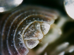 Armadillidium atticum