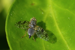 Tephritis matricariae