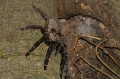 Psalmopoeus