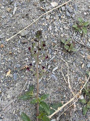 Scrophularia incisa