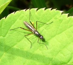 Micropeza corrigiolata