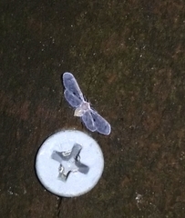 Dysimia pseudomaculata