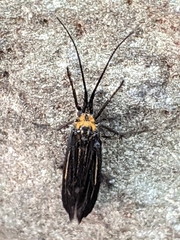 Nerophilus californicus