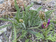 Oxytropis stukovii