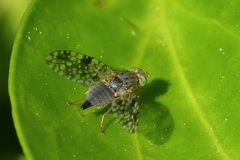 Tephritis matricariae