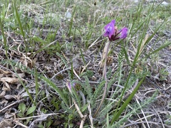 Oxytropis stukovii