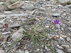 Oxytropis stukovii