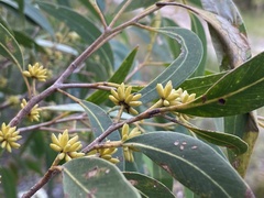 Eucalyptus conglomerata