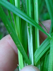 Carex laevivaginata
