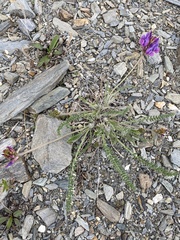 Oxytropis stukovii