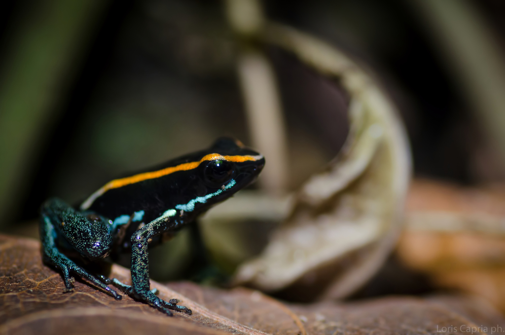 Golfodulcean Poison Frog