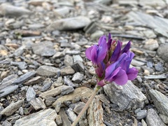 Oxytropis stukovii