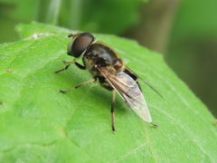 Eristalis obscura