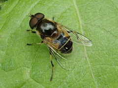 Eristalis obscura
