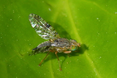 Tephritis matricariae