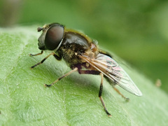 Eristalis obscura
