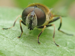 Eristalis obscura