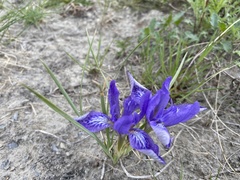 Iris ivanovae