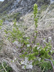 Spiraea aquilegifolia