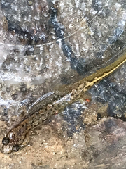 Desmognathus planiceps