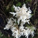 Coral Tooth Fungus - Photo (c) raquel crites, some rights reserved (CC BY-NC), uploaded by raquel crites