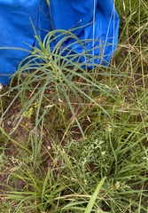 Asclepias engelmanniana