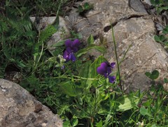Viola etrusca