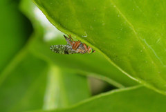 Tephritis matricariae