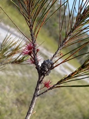 Allocasuarina emuina