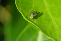 Tephritis matricariae