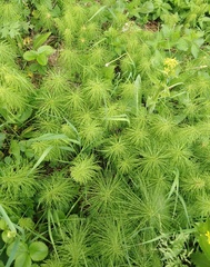 Equisetum pratense image