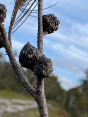 Allocasuarina emuina