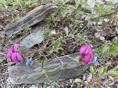 Oxytropis leptophylla