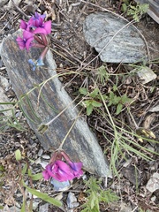 Oxytropis leptophylla