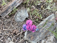 Oxytropis leptophylla