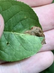 Orchestes pallicornis