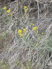 Sisymbrium linifolium