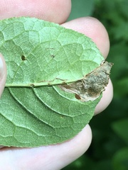 Orchestes pallicornis