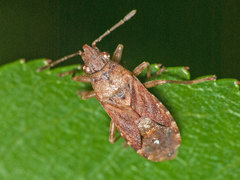 Orsillus depressus