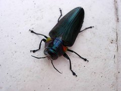 Belionota prasina