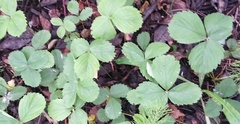 Fragaria × ananassa, photograph Николай Соболев, CC BY, iNaturalist via GBIF
